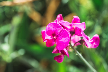 Fleur rose dans un jardin	