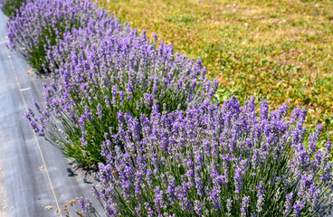 Perennial white and purple lavender plants grow in rows on a Niagara farm, where they will soon be harvested into various culinary and beauty products and sold locally.
