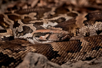 snake laying on the ground