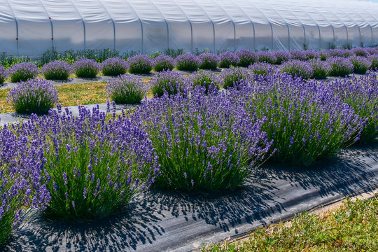 Perennial white and purple lavender plants grow in rows on a Niagara farm, where they will soon be harvested into various culinary and beauty products and sold locally.