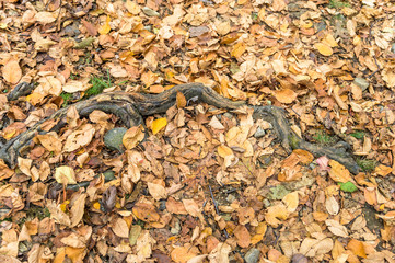 Tree root covered by a multitude of fallen leaves and foliage