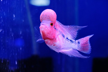 Cichlid fish in the aquraium