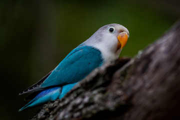 Colored parrot sitting on a branch
