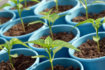Seedlings of pepper in the pots