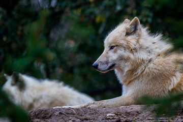 Obraz premium Head of white arctic wolf