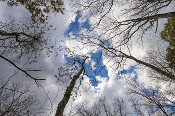 Trees reaching toward the clouds and a beautiful blue sky in Upstate New York