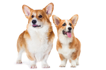 welsh corgi dog smiling on a white background