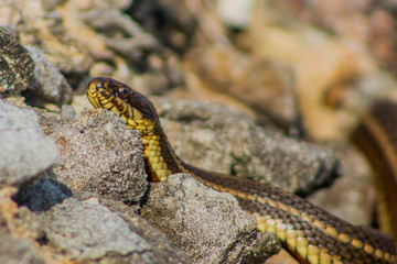 Garter snake hunting fish