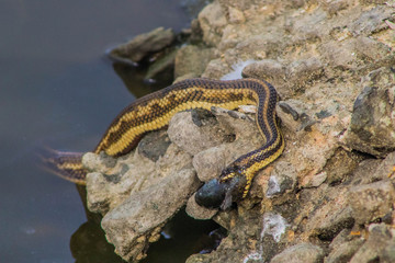 Garter snake hunting fish
