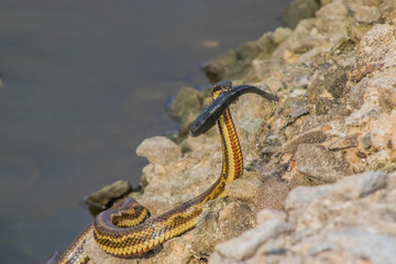 Garter snake hunting fish