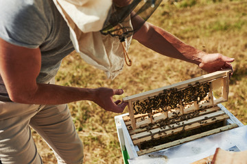 Beekeeper works with honeycomb full of bees outdoors at sunny day