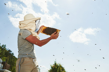 Warm weather. Almost clear sky. Beekeeper works with honeycomb full of bees outdoors at sunny day