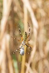 Close up of an yellow spider