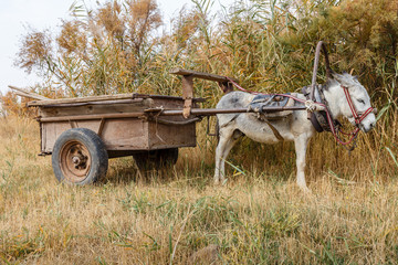 Obraz premium donkey with an iron cart stands in a field near the reeds