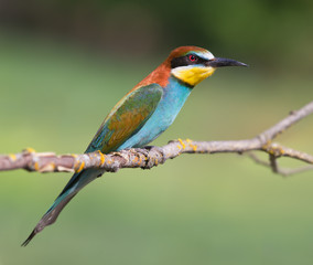 European Bee-Eater