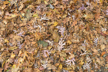 Forest ground covered with dried leaves and foliage in Upstate New York
