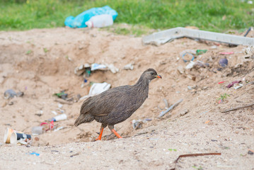 Cape spurfowl on bacground of garbage. South Africa