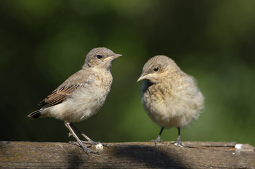 Two Juvenile Northern Wheatears
