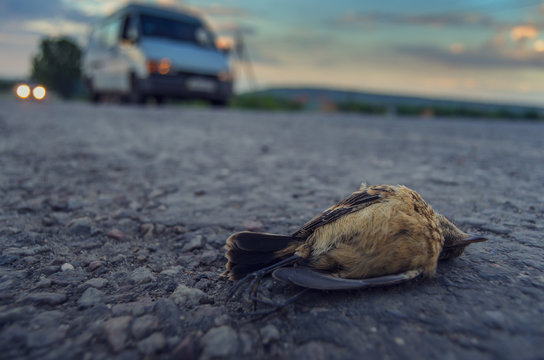 Juvenile European Stonechat was died at the road