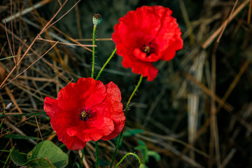 Red poppies on green background 