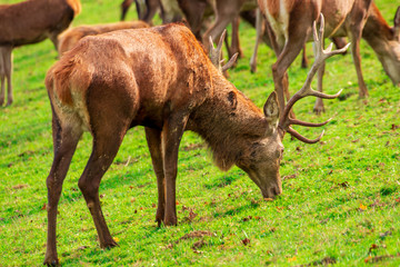 A stag feeds in a meadow with the herd around him