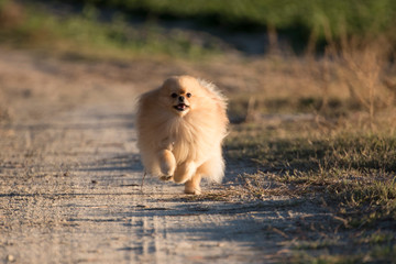 Pomeranian dog with long thick tan hair, running very fast