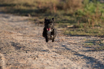 black dog running very fast through the countryside in the direction of his master