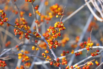 Bittersweet berries in fall. Oriental Bittersweet or  Celastrus orbiculatus