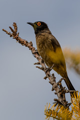 African Red-Eyed Bulbul in a Tree in the Erongo Region of Namibia