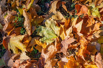 Colorful backround image of fallen autumn leaves perfect for seasonal use