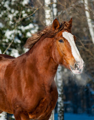 Beautiful draft horse winter portrait