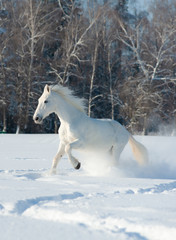Beautiful white stallion
