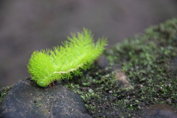 Poisonous Automeris caterpillar displaying its neon green venemous spines (Colombia)