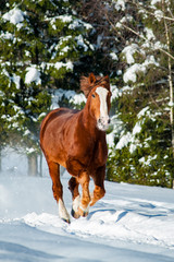 Beautiful draft stallion running gallop