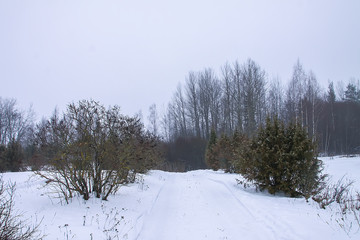 Beautiful winter landscape with trees in snow