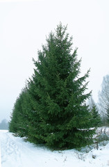 Snow covered fir trees in cold winter day. Seasonal nature in East Europe.