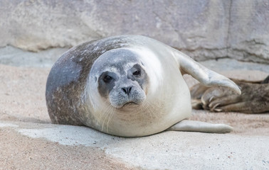 Cute seal pup