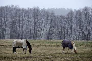 Naklejka na ściany i meble herd of horses grazing in field