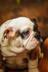 Obraz premium Dog
