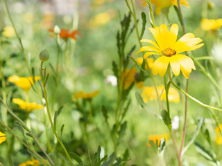 green grass and yellow flowers