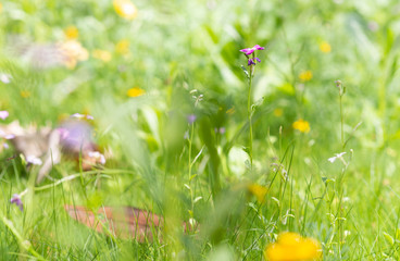 green grass and yellow flowers