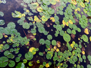 swamp water surface environment marsh waterlily nature ecology