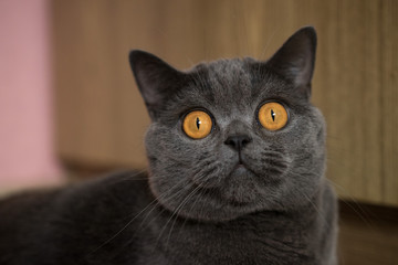 British cat with big orange eyes