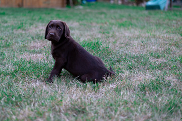 labrador chocolat