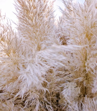 ears of wheat