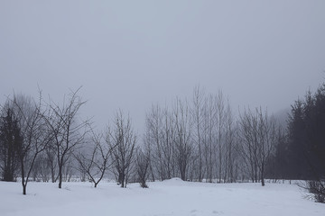 Fototapeta na wymiar Beautiful winter landscape with trees in snow