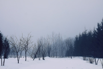 Beautiful winter landscape with trees in snow