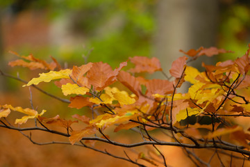autumn leaves on tree