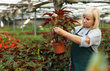Mature female gardener working with begonia plants in pots in greenhouse