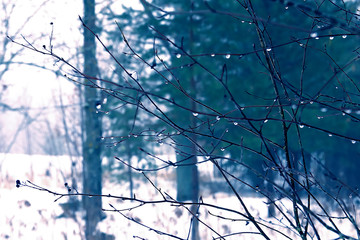 Early morning in november. Wet branches in water drops